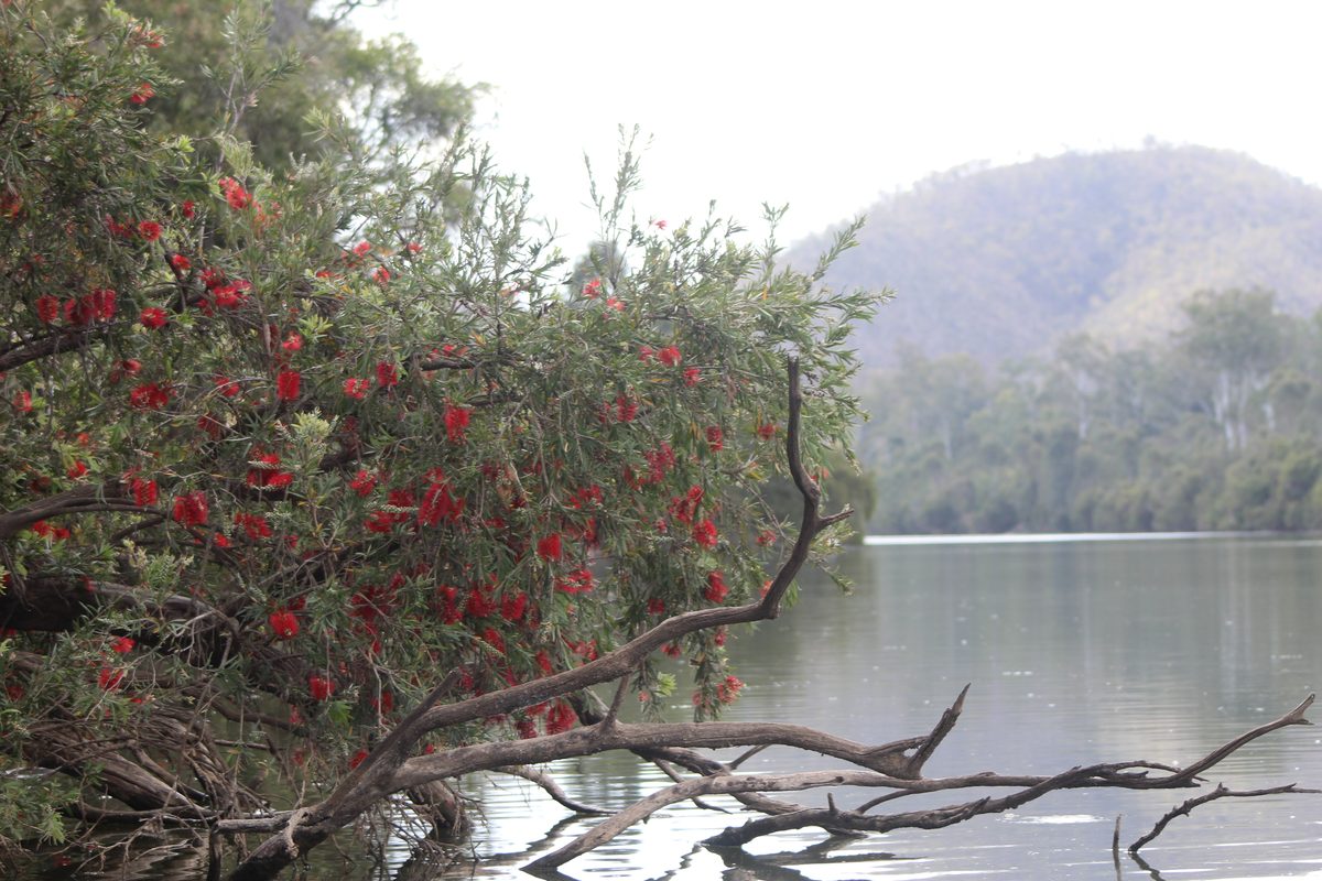 Golden reflections on a sweeping bend of the Burnett River near Mundubbera.