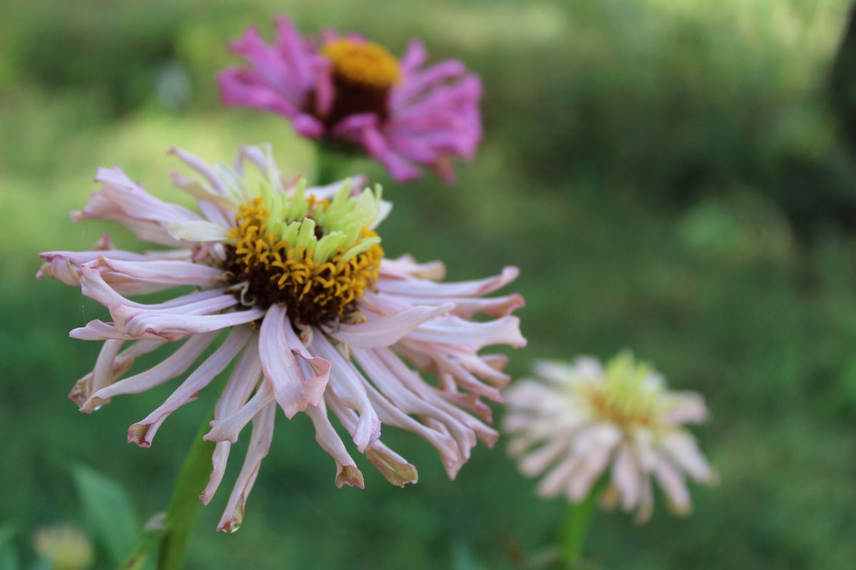Detailed macro view of a pink garden flower with a vivid yellow-green center.