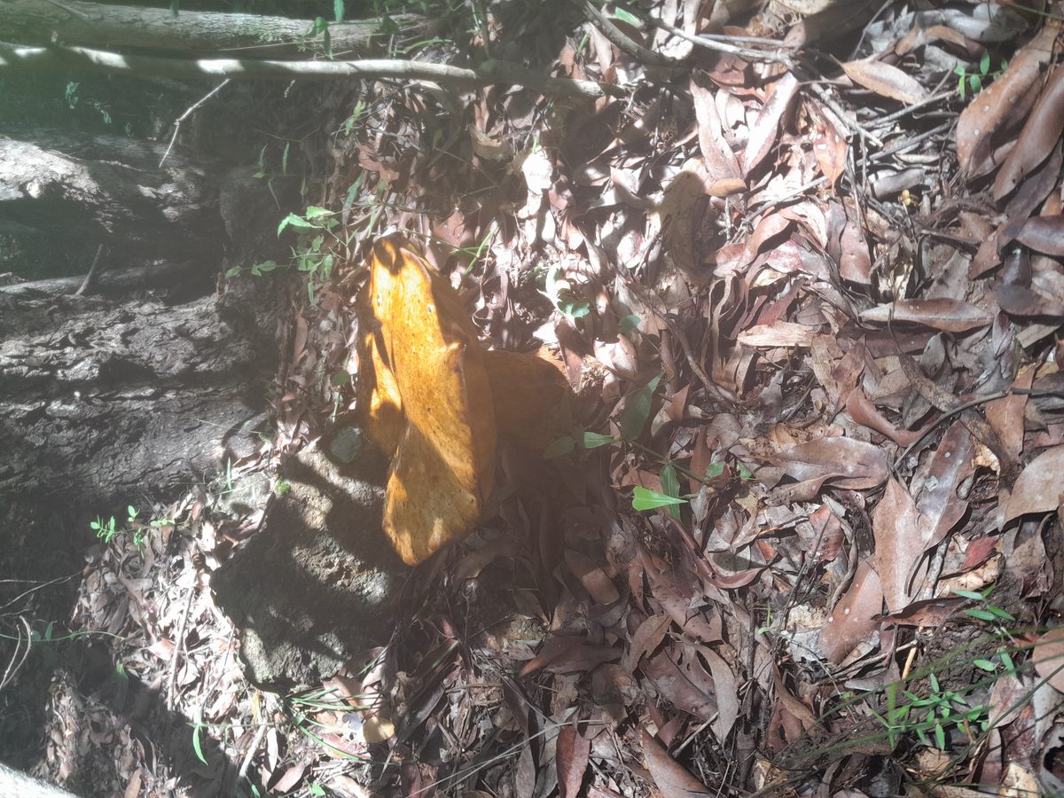 Fresh citrus leaves captured after rain near Gayndah.