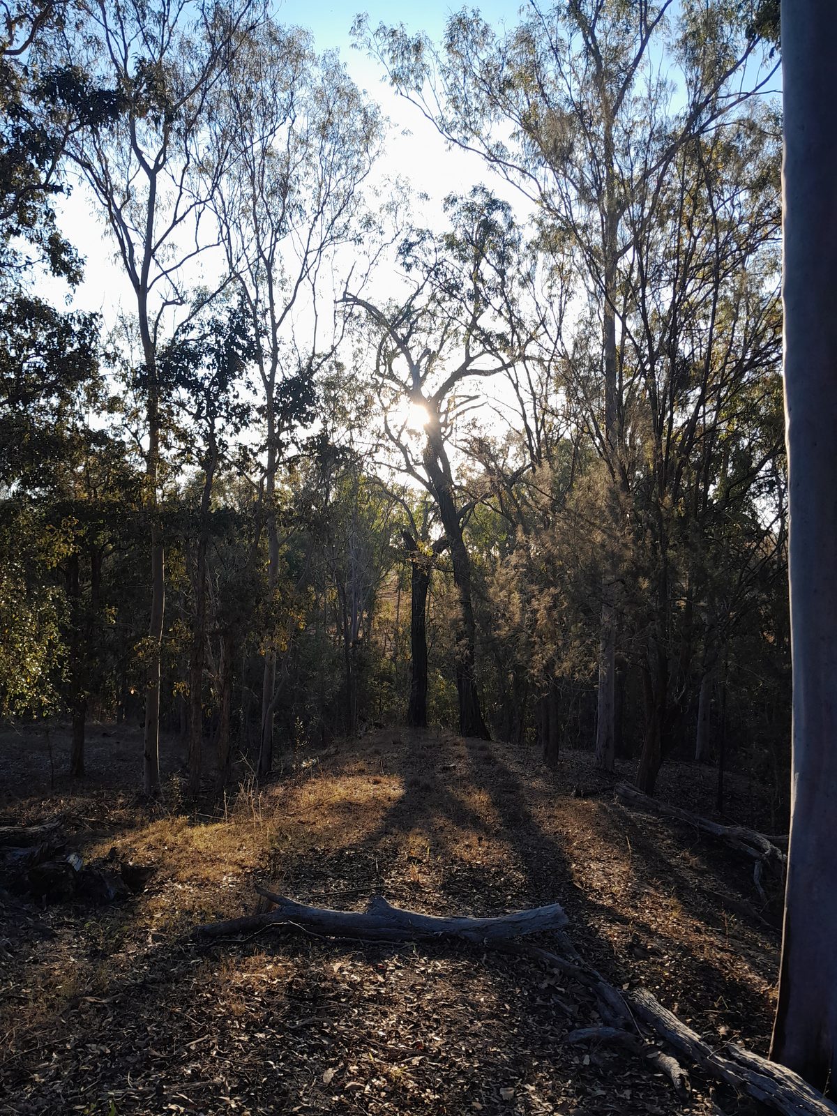 Gayndah’s orchard-dotted valley glowing in late afternoon light.
