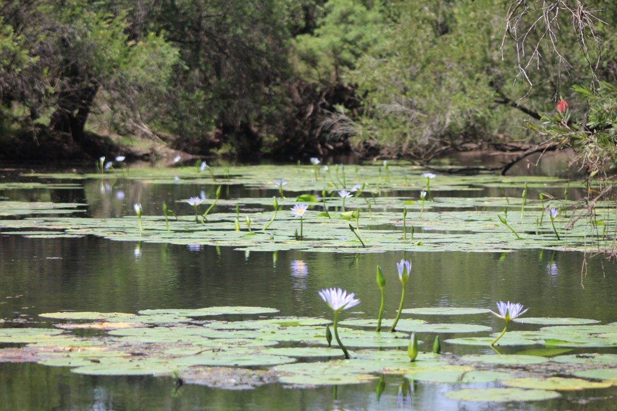 Sunlit granite ridge and bushland outside Biggenden.