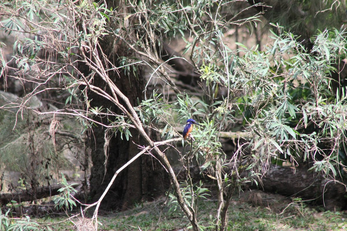Blue and orange kingfisher perched above a quiet Burnett creek.