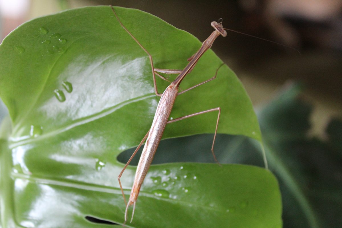 Praying mantis perched on bright green foliage in the North Burnett.