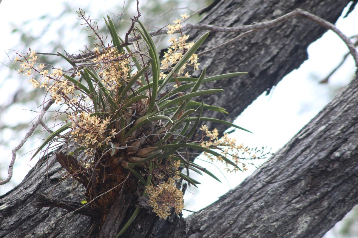 Close view of native foliage with soft golden backlight.
