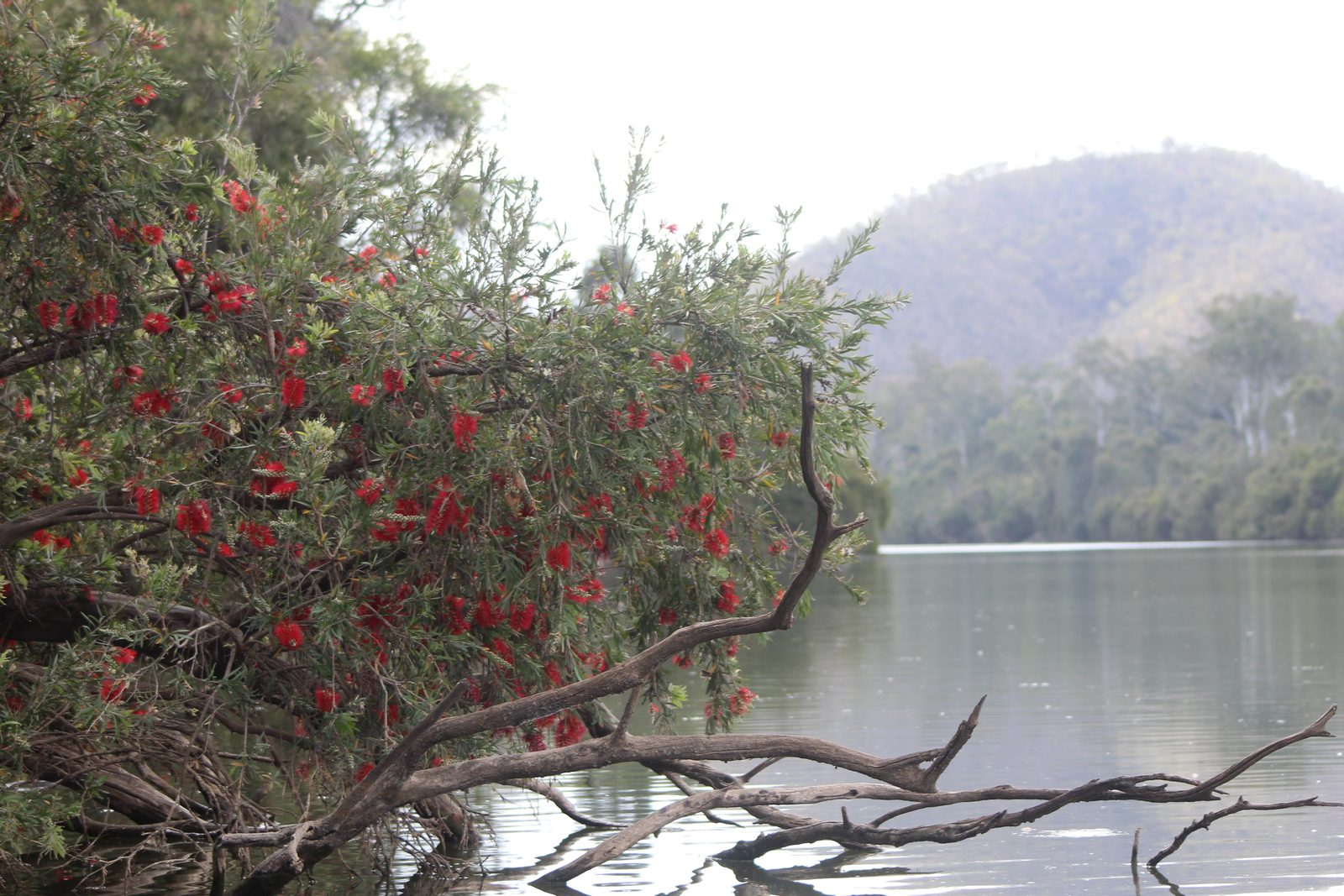 Burnett River bend reflecting golden light near Mundubbera.