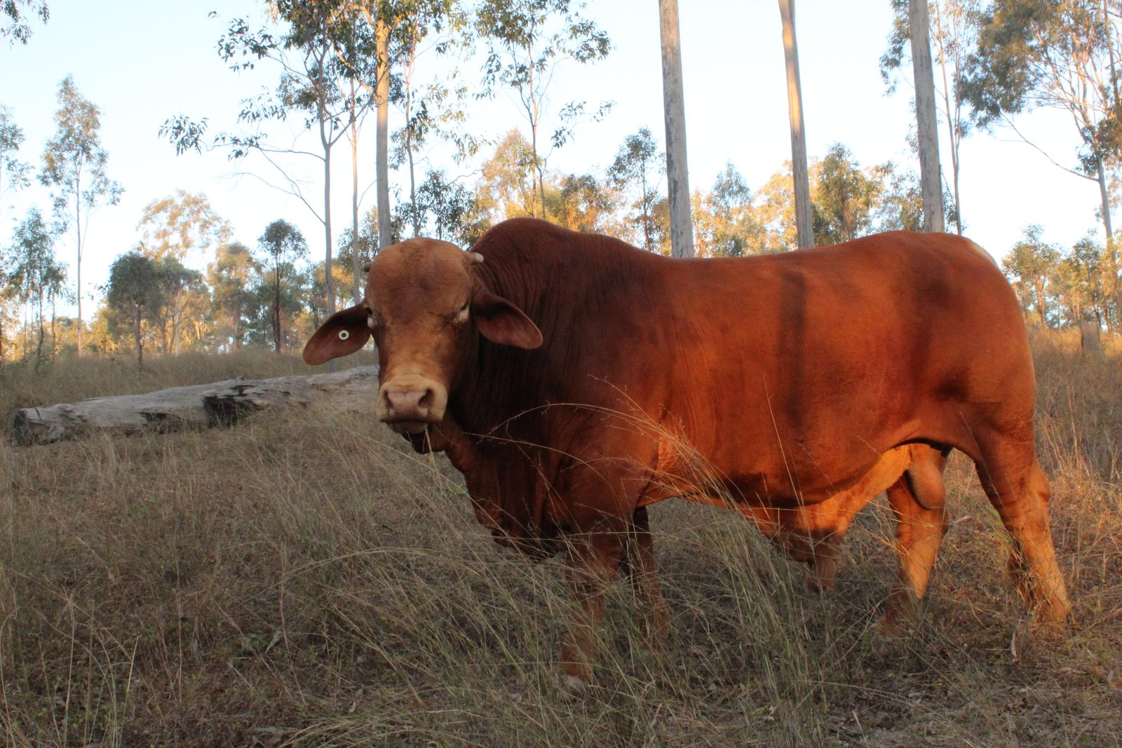 Eidsvold countryside framed by tall gums and golden light.